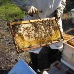 201703 honey1.jpg